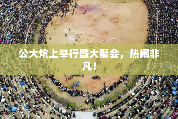 公大炕上举行盛大聚会，热闹非凡！