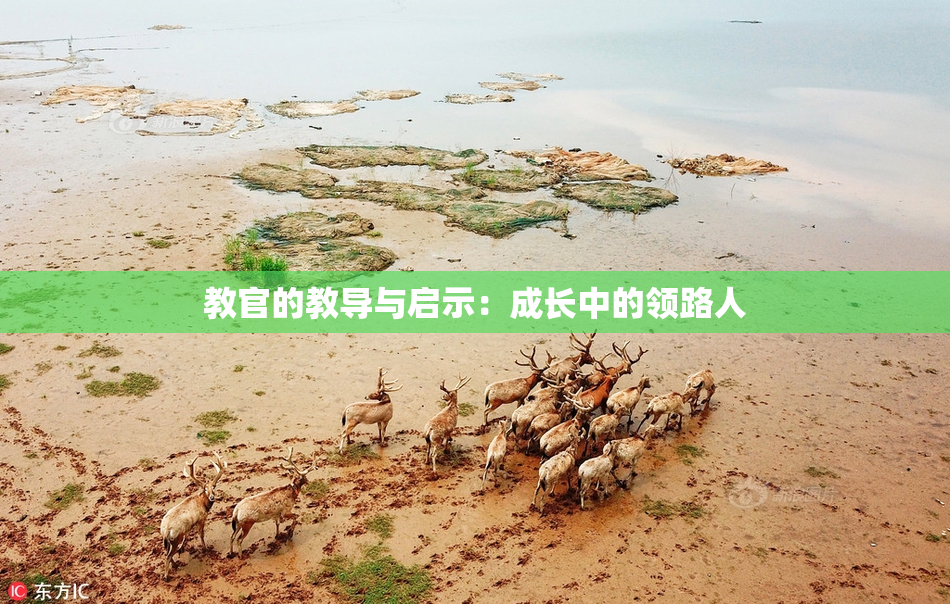 教官的教导与启示：成长中的领路人