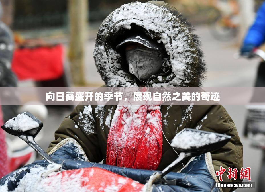 向日葵盛开的季节，展现自然之美的奇迹