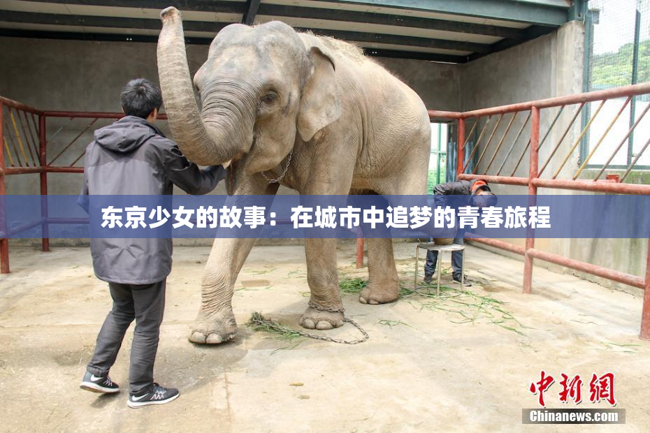 东京少女的故事：在城市中追梦的青春旅程