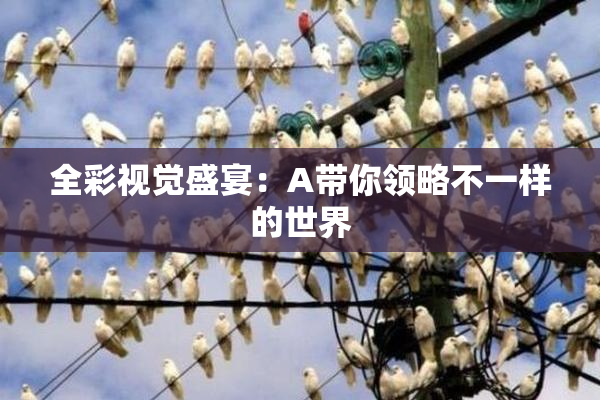 全彩视觉盛宴：A带你领略不一样的世界