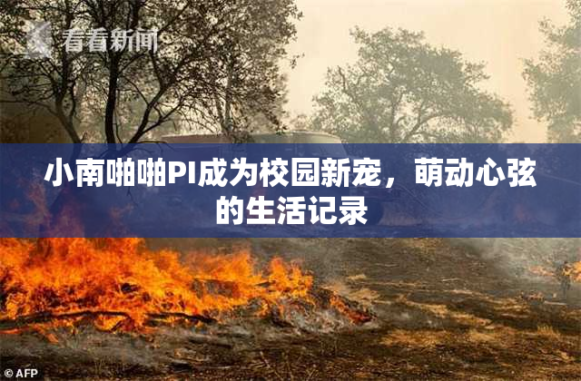 小南啪啪PI成为校园新宠，萌动心弦的生活记录