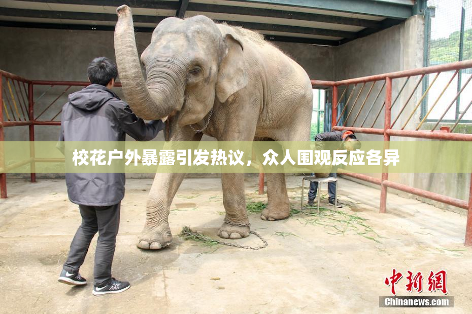 校花户外暴露引发热议，众人围观反应各异