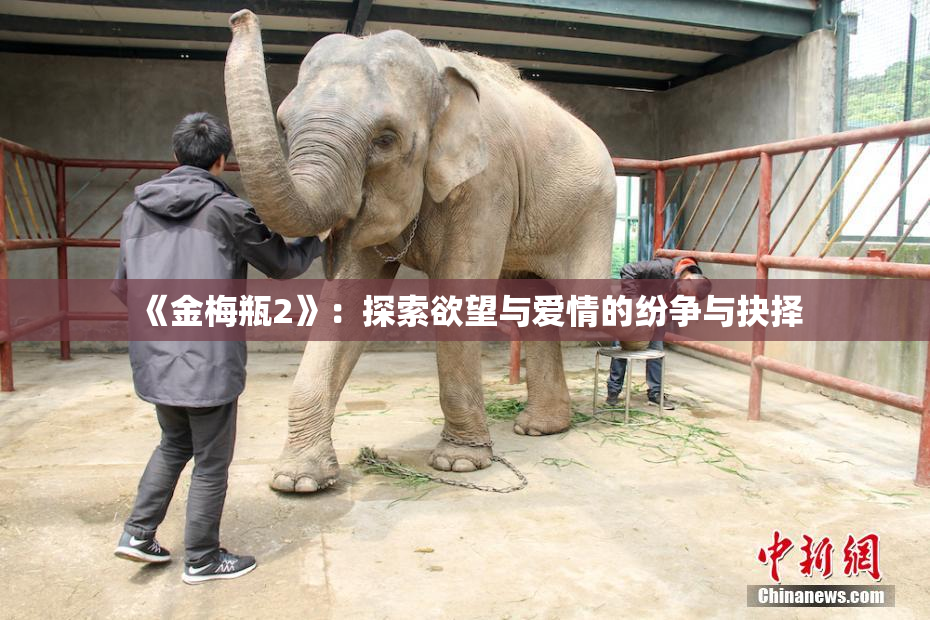 《金梅瓶2》：探索欲望与爱情的纷争与抉择