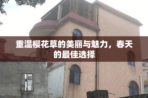 重温樱花草的美丽与魅力，春天的最佳选择