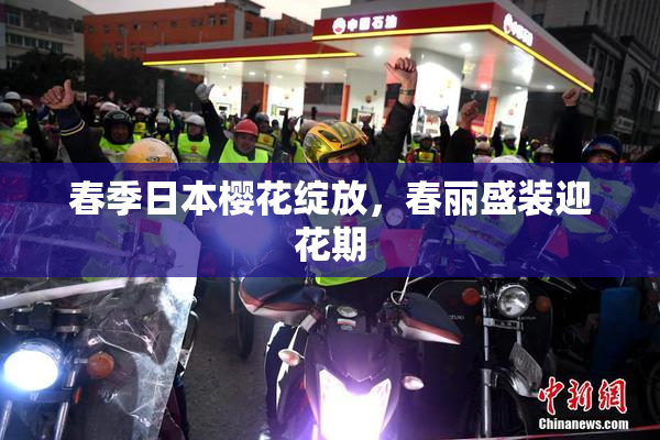 春季日本樱花绽放，春丽盛装迎花期