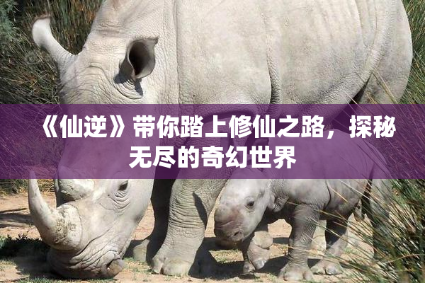 《仙逆》带你踏上修仙之路，探秘无尽的奇幻世界