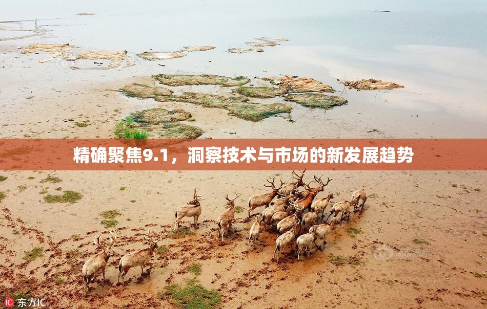 精确聚焦9.1，洞察技术与市场的新发展趋势
