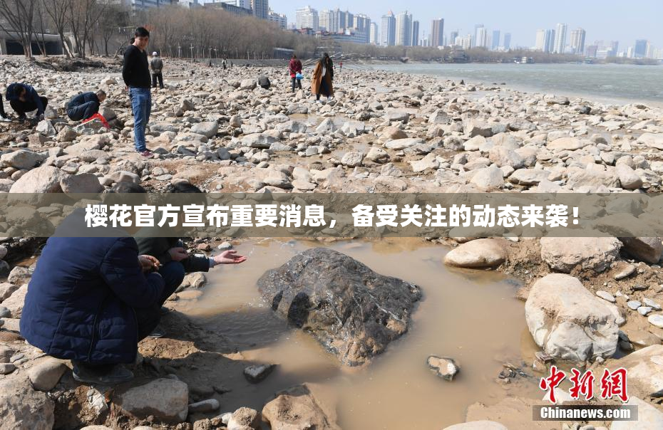 樱花官方宣布重要消息，备受关注的动态来袭！