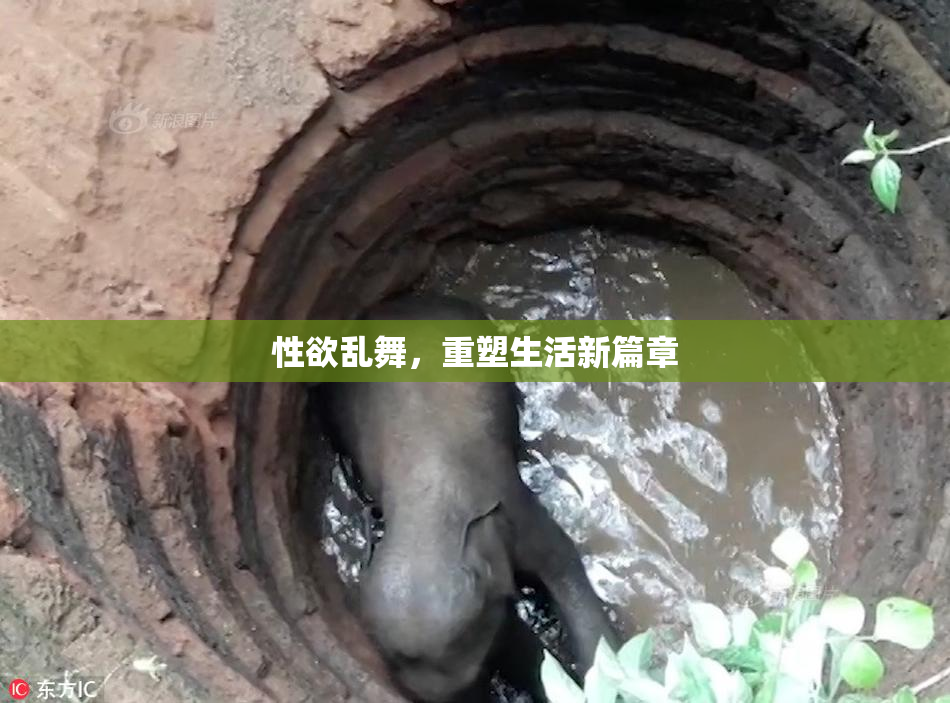 性欲乱舞，重塑生活新篇章