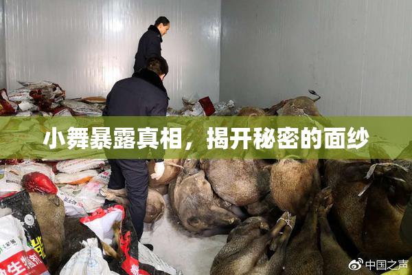 小舞暴露真相，揭开秘密的面纱