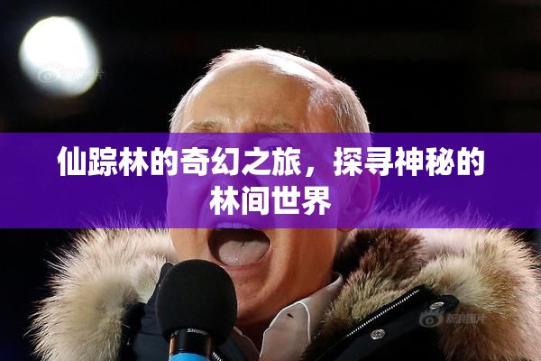 仙踪林的奇幻之旅，探寻神秘的林间世界