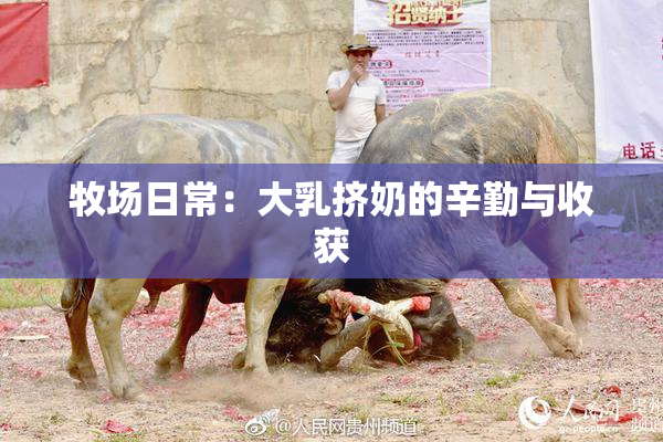 牧场日常：大乳挤奶的辛勤与收获