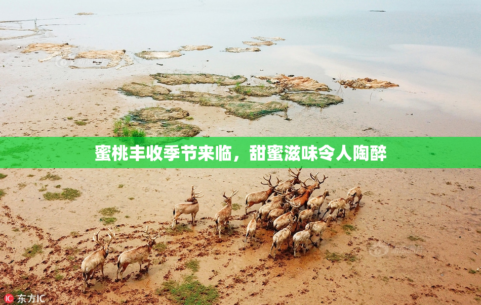 蜜桃丰收季节来临，甜蜜滋味令人陶醉