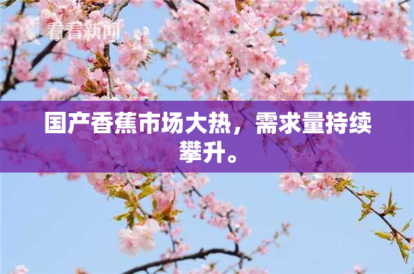 国产香蕉市场大热，需求量持续攀升。