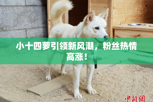 小十四萝引领新风潮，粉丝热情高涨！