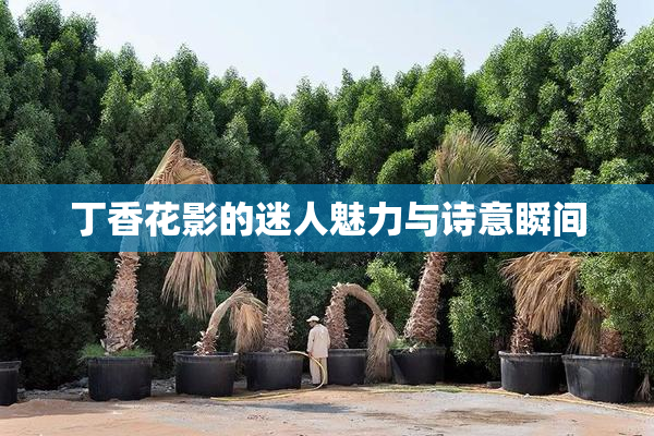 丁香花影的迷人魅力与诗意瞬间