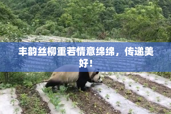 丰韵丝柳重若情意绵绵，传递美好！