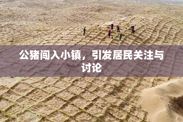 公猪闯入小镇，引发居民关注与讨论