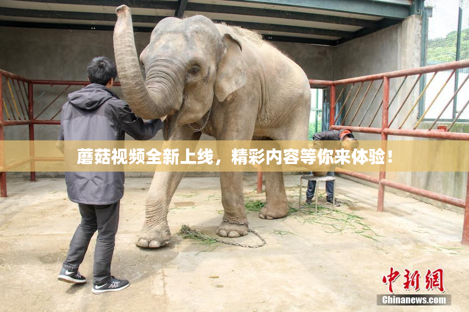 蘑菇视频全新上线，精彩内容等你来体验！