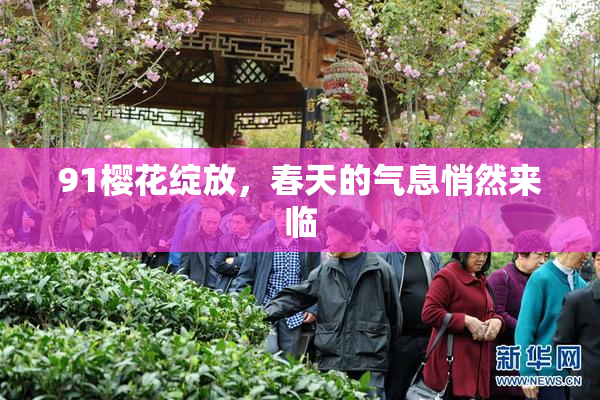 91樱花绽放，春天的气息悄然来临