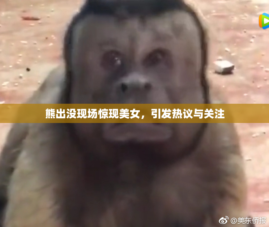 熊出没现场惊现美女，引发热议与关注