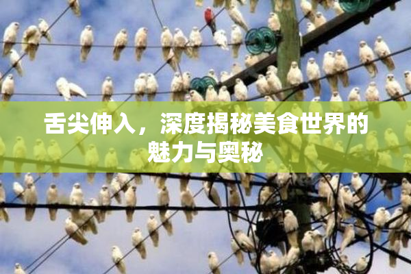 舌尖伸入，深度揭秘美食世界的魅力与奥秘