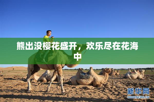 熊出没樱花盛开，欢乐尽在花海中