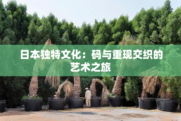 日本独特文化：码与重现交织的艺术之旅