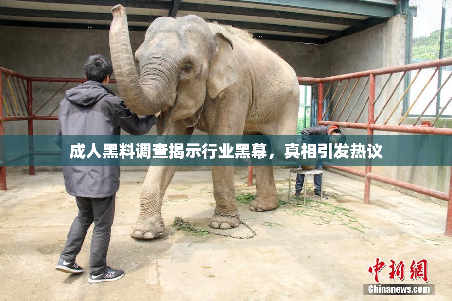 成人黑料调查揭示行业黑幕，真相引发热议