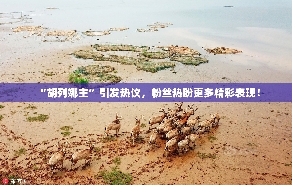 “胡列娜主”引发热议，粉丝热盼更多精彩表现！