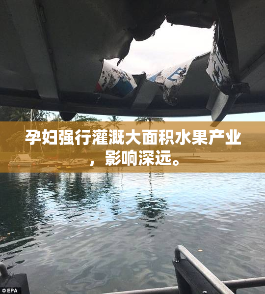 孕妇强行灌溉大面积水果产业，影响深远。