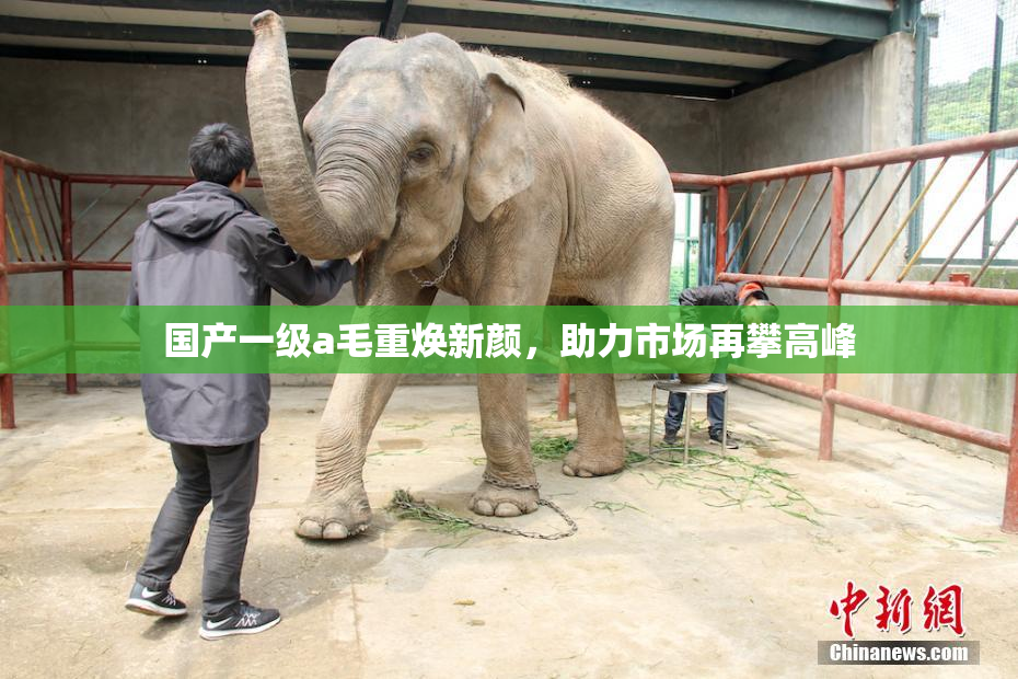 国产一级a毛重焕新颜，助力市场再攀高峰