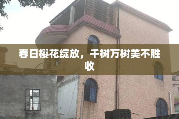 春日樱花绽放，千树万树美不胜收