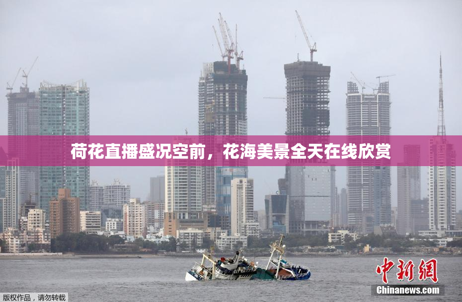荷花直播盛况空前，花海美景全天在线欣赏