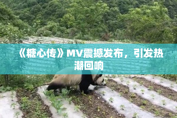《糖心传》MV震撼发布，引发热潮回响