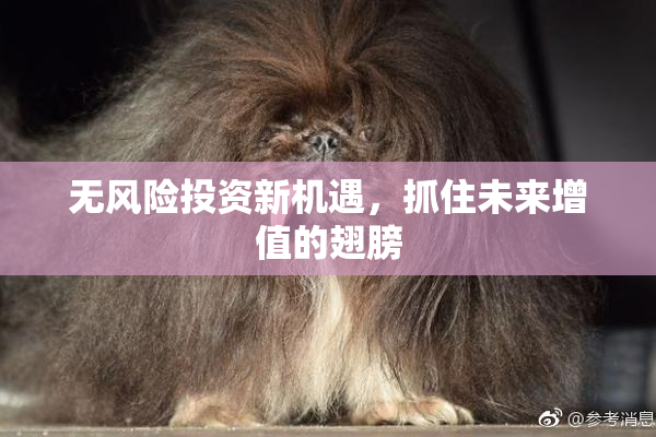 无风险投资新机遇，抓住未来增值的翅膀