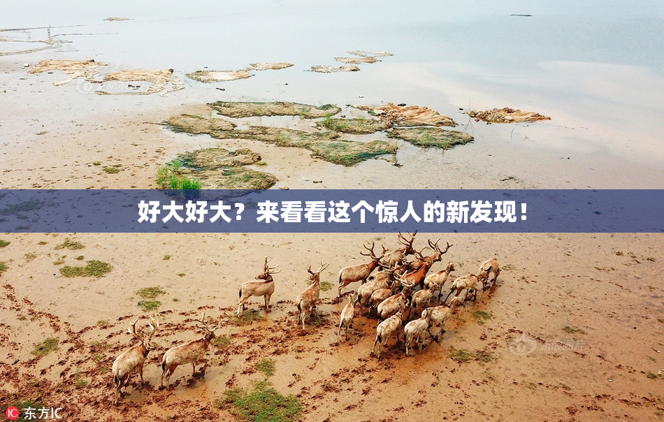 好大好大？来看看这个惊人的新发现！