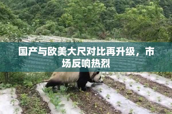 国产与欧美大尺对比再升级，市场反响热烈