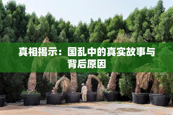真相揭示：国乱中的真实故事与背后原因