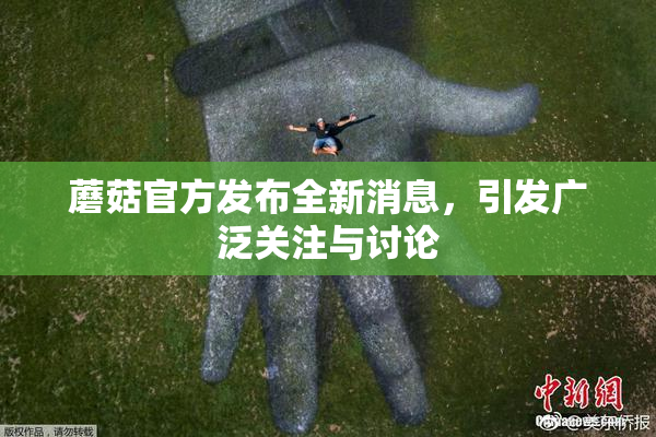 蘑菇官方发布全新消息，引发广泛关注与讨论