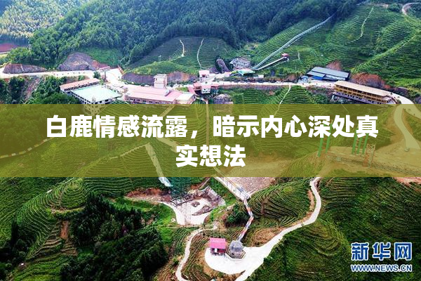 白鹿情感流露，暗示内心深处真实想法
