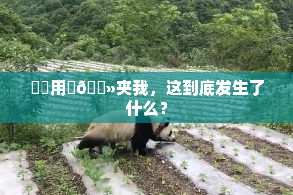 妺妺用‌🐻夹我，这到底发生了什么？