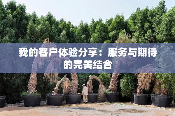 我的客户体验分享：服务与期待的完美结合