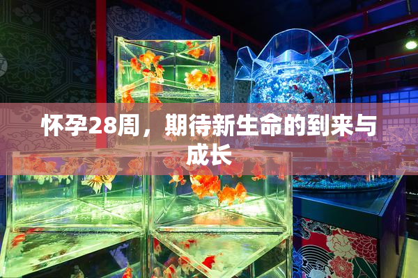怀孕28周，期待新生命的到来与成长