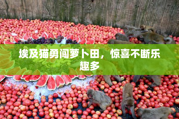 埃及猫勇闯萝卜田，惊喜不断乐趣多