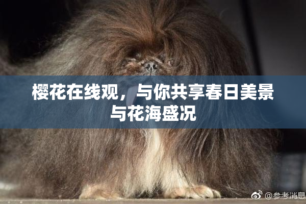 樱花在线观，与你共享春日美景与花海盛况