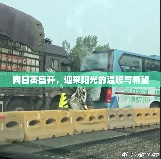 向日葵盛开，迎来阳光的温暖与希望