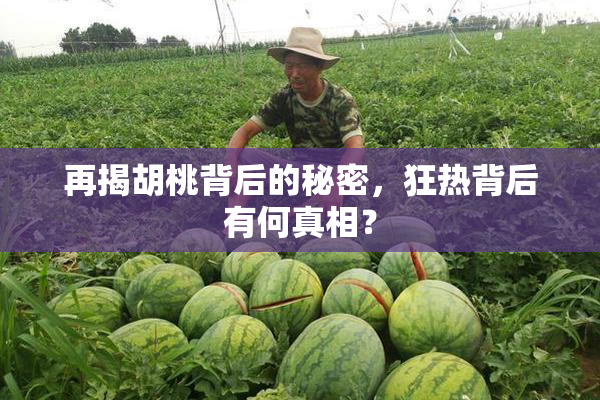 再揭胡桃背后的秘密，狂热背后有何真相？