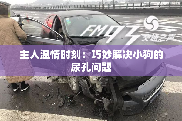 主人温情时刻：巧妙解决小狗的尿孔问题